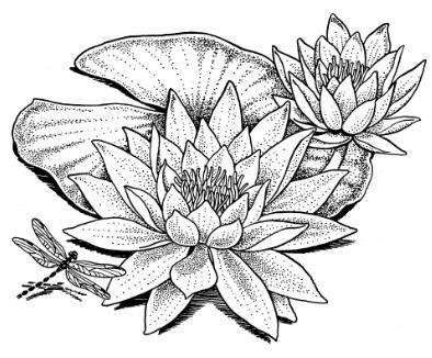 Lotus Plant Drawing, Water Lily Pencil Drawing, Lotus Pencil Drawing, Lotus Flower Drawing Sketches, Lotus Flower Sketch, Water Lily Drawing, Lotus Flower Drawing, Bild Gold, Water Lily Tattoos