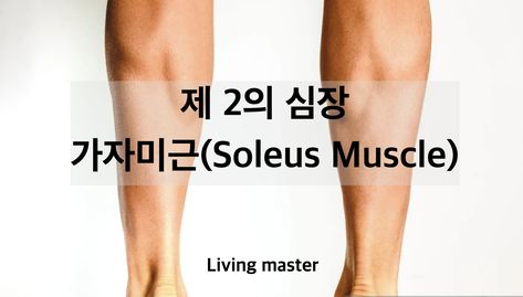 “심장은 하나지만, 우리 몸에는 또 다른 심장이 있다!” 많은 사람들이 심장은 오직 가슴에만 있다고 생각합니다. 하지만 우리 몸에는 ‘제2의 심장’이라 불리는 근육이 존재하는데, 바로 가자미근(Soleus Muscle)입니다. 가자미근은 종아리 깊숙한 곳에 위치한 강력한 근육으로, 혈액 순환을 돕고 전신 건강에 중요한 역할을 합니다. 걷기, 달리기, 서 있기만 해도 이 근육이 활성화되며, 특히 심장과 다리 건강을 동시에 개선하는 핵심 요소로 작용합니다. 오늘은 가자미근의 역할, 건강 효과, 강화 운동 및 관리법까지 자세히 알아보겠습니다.
 
가자미근(Soleus Muscle)
가자미근(Soleus Muscle)


 
 1. 가자미근이란? (숨겨진 건강 근육의 역할)
 
1.1 가자미근의 정의
 
가자미근(Soleus Muscle)은 종아리 깊은 곳에 위치한 근육으로, 주로 발목을 아래로 움... Soleus Muscle