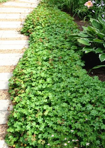 Geranium Biokovo, Backyard Renovation, Edging Plants, Hardy Geranium, Backyard Renovations, My Garden, Geraniums, My Collection, Stepping Stones