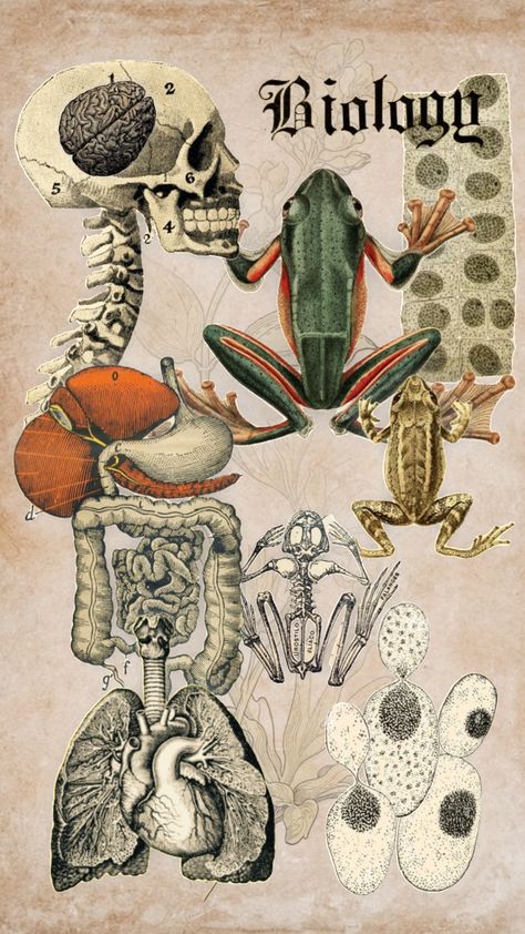 Biology inspired board #biology #anatomy #school #science #skeleton #academia #darkacadamia #aesthetic General Biology Background, Science Skeleton, Biology Anatomy, Campbell Biology, Biology Poster, Biology Textbook, General Biology, Biology Major, Aesthetic Shuffles