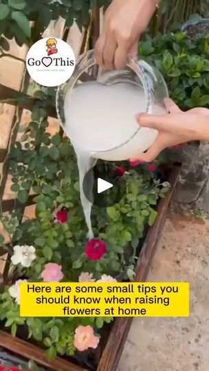 Homemade Fertilizer, Flowers At Home, Grafting Plants, Garden Remedies, Plant Care Houseplant, Vegetable Garden Diy, Indoor Vegetable Gardening, Natural Fertilizer, Growing Plants Indoors