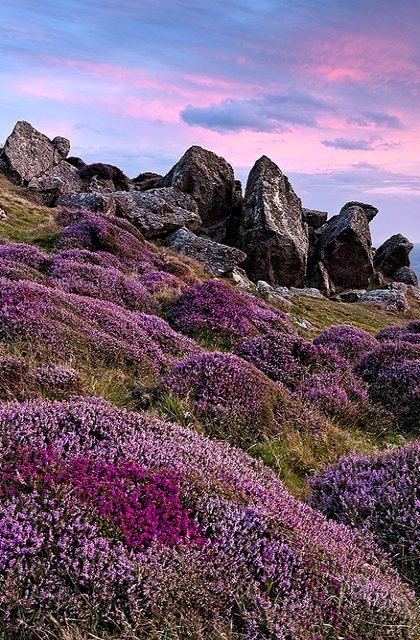 My Grandfather was born and raised in Wales. This beautiful photo inspires me to come see it. Thank you. Scotland Travel, British Isles, Scottish Highlands, Pretty Places, Oh The Places Youll Go, Beautiful World, Beautiful Landscapes, Purple Flowers, Wonders Of The World