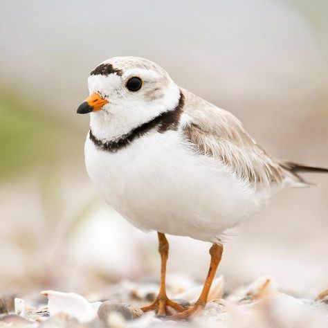 Roger Tory Peterson Institute on Instagram: "Efforts are ramping up in Connecticut, and other coastal regions, to anticipate the breeding season of Piping Plovers and other nesting shorebirds. @rtpinstitute is apart of the Audubon Alliance for Coastal Waterbirds, a collective effort to help Connecticut’s shorebirds and their habitat. The other great thing about this photo is it will be in our story to screenshot, you can than use it for a phone wallpaper or lock screen, for your @apple, @samsung Piping Plover Art, Piping Plover, A Phone Wallpaper, Coastal Birds, Shorebirds, Our Story, Wild Birds, Ponds, Lock Screen