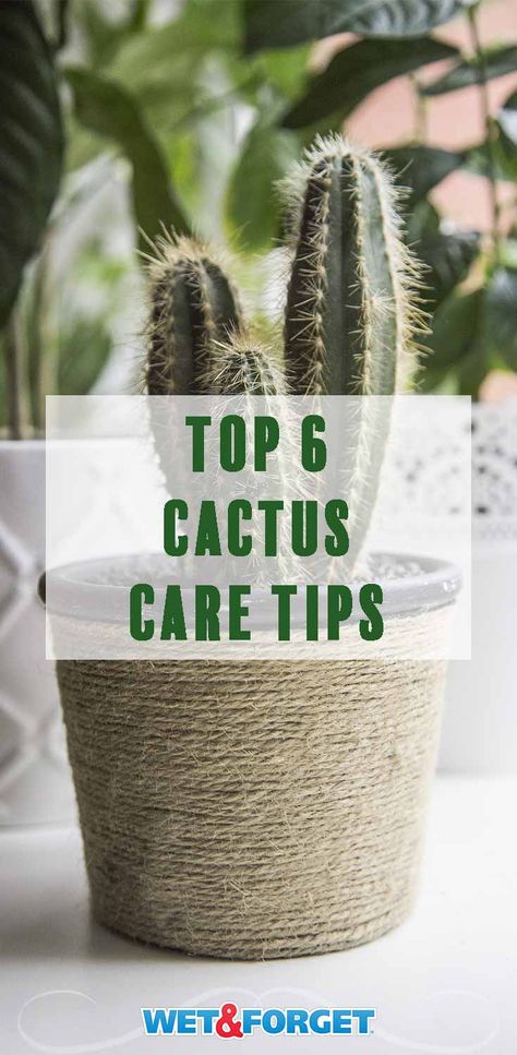 Ask Wet & Forget The Stickler's Guide to Growing a Cactus Indoors | Ask Wet & Forget Planting Cactus, Cactus Indoors, Cactus Planting, Indoor Cactus Plants, Small Cactus Plants, How To Grow Cactus, Plant Inspiration, Christmas Cactus Plant, Cactus House Plants