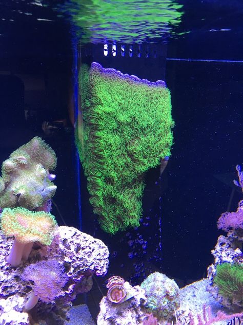 Growing GSP up the overflows and/or back wall - Reef Central Online Community Reef Aquascaping, Reef Tank Aquascaping, Coral Aquarium, Nano Reef Tank, Coral Reef Aquarium, Coral Tank, Saltwater Aquarium Fish, Marine Tank, Saltwater Fish Tanks