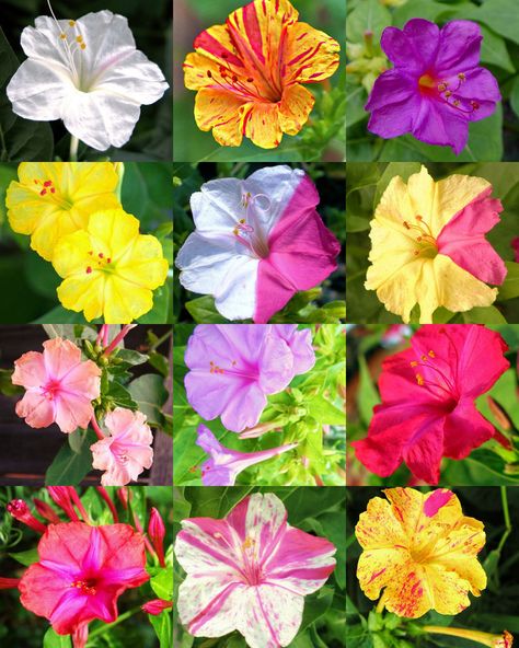 4 Oclock Flowers, Mirabilis Jalapa, Easiest Flowers To Grow, Shade Garden Design, Potted Geraniums, From Dusk Till Dawn, Clock Flower, Flower Mix, Raised Flower Beds