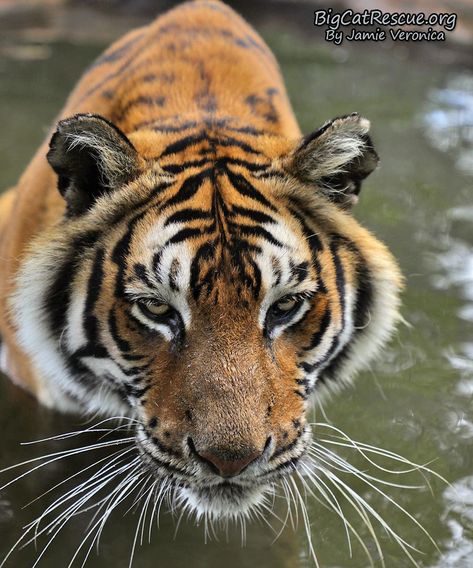 Good morning Big Cat Rescue Friends! ☀️ Princess Priya Tiger is reminding us that today is Whiskers Wednesday! >>•<< Big Cat Rescue, Big Cat, Cat Rescue, Tampa Fl, Big Cats, Tampa, Good Morning, Animals