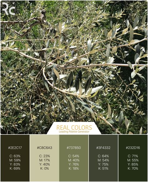 Color palette - olive trees Olive Tree Color Palette, Olive Color Scheme, Olive Color Palette, Mediterranean Restaurant Design, Sage Color Palette, Olive Oil Brands, Tree Restaurant, Pantone Palette, Natural Palette