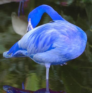 Blue flamingos have been located in the Galapagos Islands on January 23rd, 2012. Blue flamingos have bright blue feathers, yellow eyes and short bodies and have been named "South American Blue Flamingo". Only thirteen South American Blue Flamingos are known to be existent across the world Noah's Arc, Flamingo Stuff, Blue Flamingo, Big Birds, Let's Flamingle, Flamingo Bird, Flamingo Art, Kinds Of Birds, Nature Birds