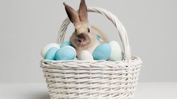 Santa Tracker, Easter Photoshoot, Easter Sweets, Rabbit Photos, Happy Easter Wishes, Easter Morning, Easter Egg Dye, Easter Story, Easter Photos