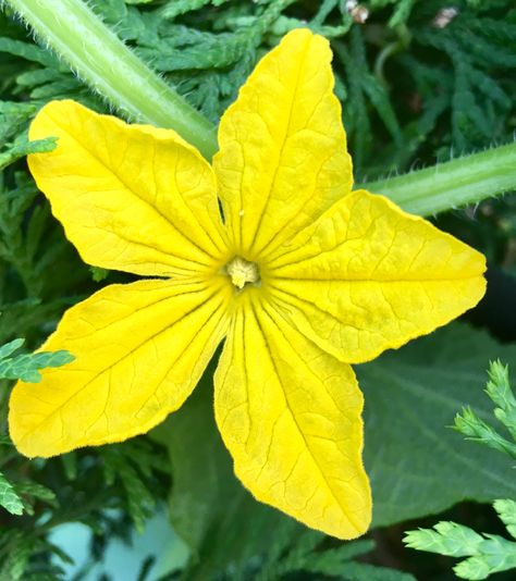 Cucumber Flower Cucumber Flower Tattoo, Zucchini Flower Tattoo, Sea Cucumber Drawing, Cucumber Plant Drawing, Cucumber Diseases Leaves, Cucumber Flower, Japanese Cucumber, Leaf Flowers, Tattoo Inspo