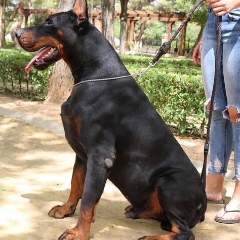 Dogs you've never seen Euro Doberman, Worlds Biggest Dog, Doberman Pinscher Funny, Doberman Breed, European Doberman, Kangal Dog, Dogs Images, Doberman Pinscher Dog, Dog Kennels