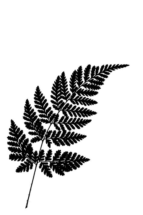 minimal . fern leaf | joschischo | Flickr Fern Silhouette Tattoo, Fern Line Drawing, Fern Doodle, Fern Outline, Fern Black And White, Fern Stencil, Fern Silhouette, Fern Drawing, Collage Fodder