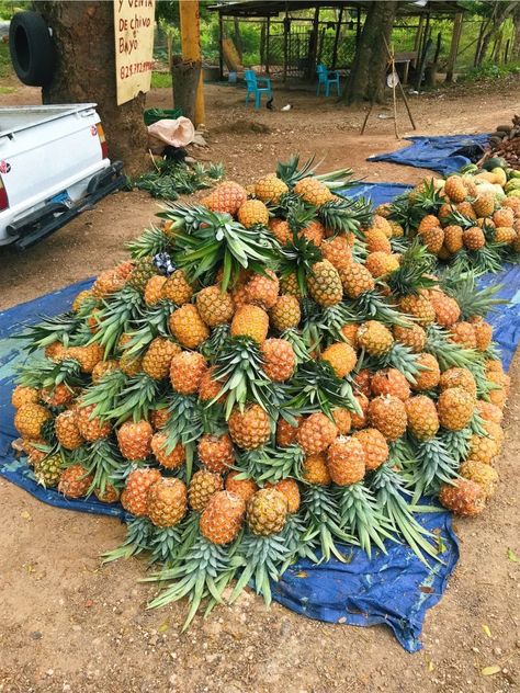 Tropical Fruit Photography, Buddha Artwork, Farm Lifestyle, Healthy Food Inspiration, Beautiful Angels Pictures, Favorite Cookbooks, Fruit Photography, Fruit Plants, Fruit Garden