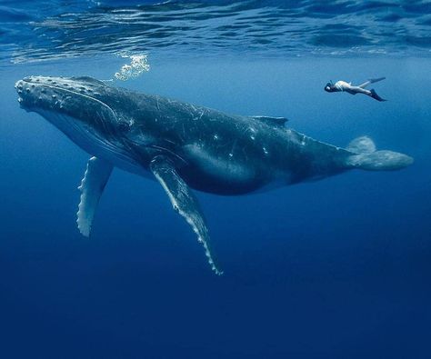 Underwater Whale Photography, Marine Animal Photography, Whales In The Ocean, Whale Reference Photo, Ocean Animal Photography, Blue Whale Photography, Whale Side View, Blue Whales Photography, Blue Whale Aesthetic