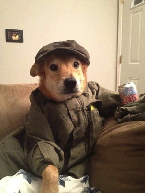 This dog who has literally no idea how he got dressed and how he got this beer. 10 Funniest, Cute Dog Pictures, Pet Day, Funny Dog Pictures, Letting Go Of Him, Dog Trainer, Funny Animal Pictures, Training Your Dog, Happy Dogs