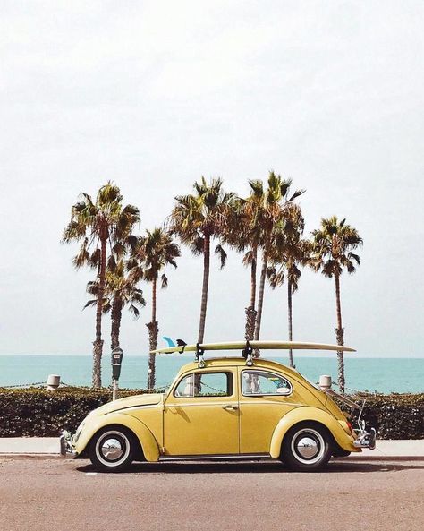 beach bound Vw Bug, Surfboard, Palm Trees, Trees, Yellow