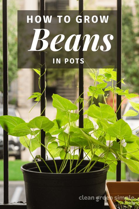 Beans In Pots Growing, How To Grow Beans In A Pot, Growing Green Beans In A Container, Growing Beans In Containers, Growing Beans In Garden, Bush Beans Growing, Growing Pole Beans, Planting Green Beans, Growing Bush Beans