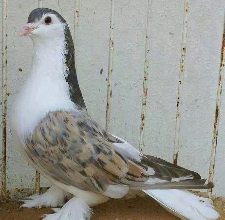 Lahore Sherazi Pigeon, Lahore Pigeon, Tumbler Pigeons, Fancy Pigeons, Pigeons For Sale, Pigeon Cage, Pet Pigeon, Cute Pigeon, Pigeon Pictures