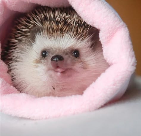 Hedgehog Care, Pet Hedgehog, Pygmy Hedgehog, Funny Hedgehog, Hedgehog Pet, Animals Memes, A Hedgehog, Cute Hedgehog, Silly Animals