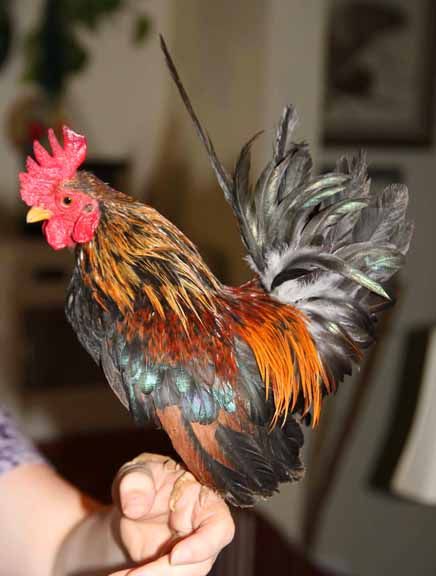 Serama Rooster - smallest breed of chicken - so cute - Eric wants one to keep in the house lol Pet Rooster, Mottled Houdan Chicken, Those Island Red Chickens, Serama Chicken, Roosters Crowing, Australorp Rooster, Bantam Chickens, Fancy Chickens, Chicken Chick