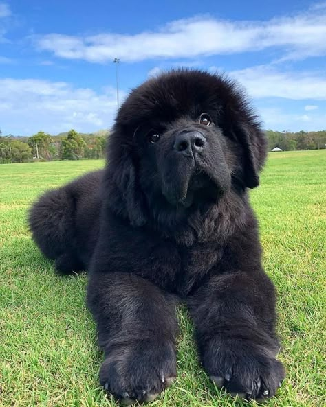 Newfoundland Dog Puppy, Newfie Dog, Newfoundland Puppies, Newfoundland Dogs, Terra Nova, Newfoundland Dog, Fluffy Dogs, Large Dog Breeds, Black Dog