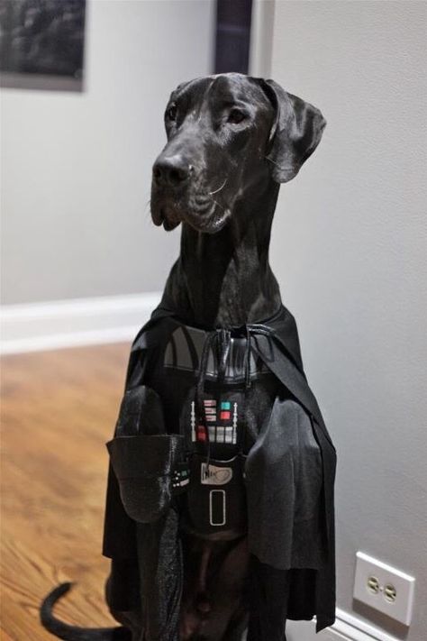 Great Dane Darth Vader Great Dane Halloween Costumes, Darth Vader Dog Costume, Great Dane Costume, Cute Dog Costumes, Dane Puppies, Dane Dog, Great Dane Puppy, Great Dane Dogs, Dog Halloween Costumes