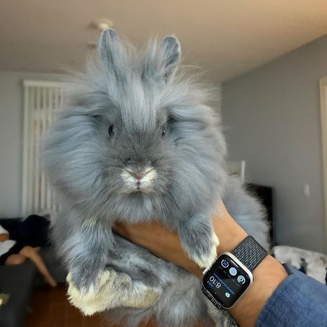 Bunny Lionhead, Rabbit Lionhead, Lion Head Bunny, Lion Head Rabbit, Lion Rabbit, Bunny Bun, Bunnies Cute, Lionhead Bunny, Lop Bunnies