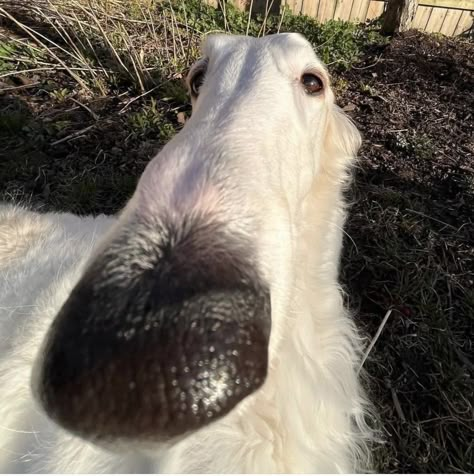 Borzoi Funny, Long Face Dog, Long Nose Dog, Silly Pets, Dog Silly, Goofy Pfp, Pfp Dog, Wedding Dress Bodice, Dog Pfp