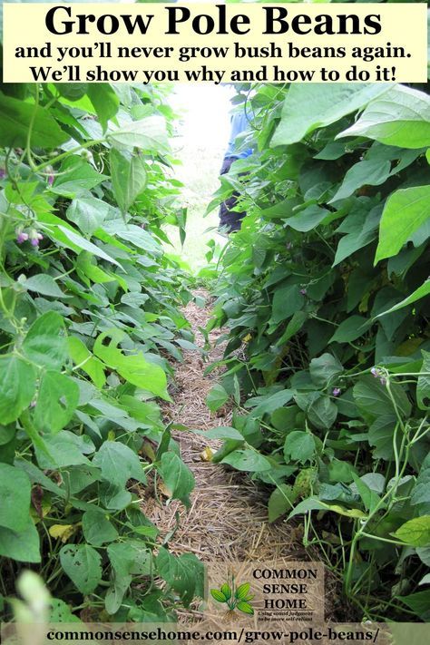 Easy step by step instructions for growing pole beans, the best pole bean trellis and pole bean varieties, how to save seed from pole beans, pole bean companion plants. Growing Pole Beans Trellis Ideas, Bean Poles Ideas Trellis, Trellis For Green Beans, Pole Bean Trellis Ideas, Green Bean Trellis Ideas, Bean Trellis Ideas, Desert Permaculture, Pole Bean Trellis, Companion Planting Layout