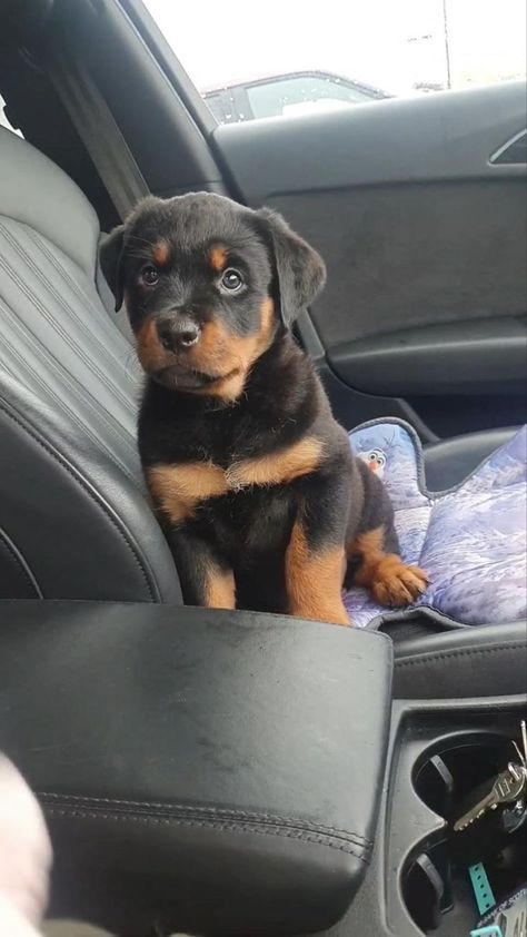 Baby Rottweiler, Donkey Farm, Cute Rottweiler, Rottweiler Love, Puppies Cute, Rottweiler Lovers, Dog Mommy, Uni Room, Super Cute Puppies