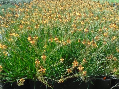 Bulbine frutescens 'Tiny Tangerine' - Boething Treeland Farms Bulbine Frutescens, Drought Resistant, Pale Orange, How To Attract Birds, How To Attract Hummingbirds, Drought Tolerant Plants, Water Flowers, Drought Tolerant, Types Of Plants