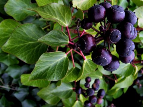 ivy berries (Hedera helix) Ivy Flower Aesthetic, Ivy Berries, Types Of Ivy Houseplants, English Ivy Plant, Swedish Ivy Houseplant, Hedera Helix, Seed Pods, Flower Farm, Dry Clay