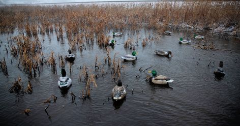 We all have that waterfowling buddy who moves the duck decoys incessantly, always looking for something to tweak. It might not even be legal shooting light yet but they’ve rearranged the spread five times. If you don’t have that friend, you probably are that friend. But since the goal is convincing... Duck Decoy Spreads, Duck Blind Ideas, Duck Hunting Blinds, Duck Hunting Boat, Duck Boat Blind, Duck Boats, Hunting Ideas, Bushcraft Shelter, Duck Blind