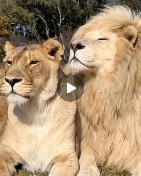 Robert Norris on Instagram: "This is the most beautiful thing I've seen in a while, hope it brings peace to your heart as well. The Lion King movie has always helped me in the loss of loved ones. 💛💛💛 Repost from @wild_animalsgram • Lion couples 🥺😍❤️ 📸 @ggconservation #animals #wildlife #cats #lion #couplegoals" The Lion King Movie, Relationship Poems, Lion Couple, Lion King Movie, Lion Love, Relax Time, Animal Photo, Lion King, Animals Beautiful