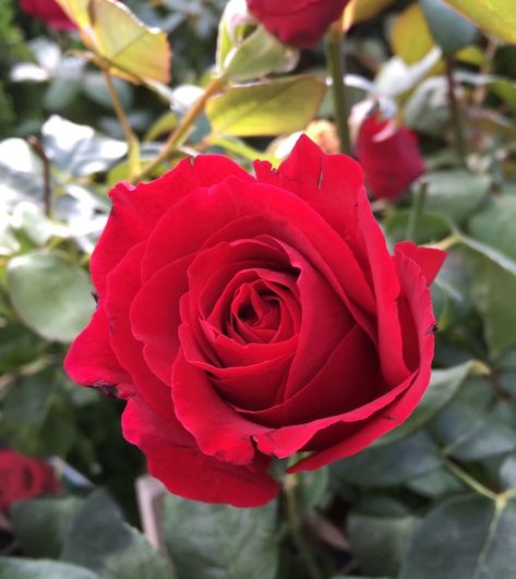 Hello hello plants Hybrid tea rose ‘Mr Lincoln’ Mr Lincoln Rose, Standard Roses, Rooting Roses, Roses Flower, Red Petals, Red Rose Flower, Rose Pictures, Growing Roses, Hybrid Tea Roses