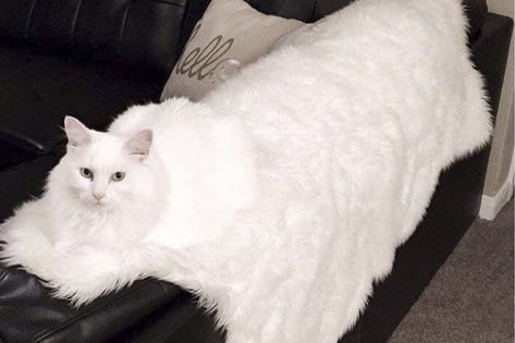 20 Pets With Crazy Good Camouflage Skills | Cuteness Cats Are Liquid, Cat Napping, Sweet Kitty, Cats Funny, Reaction Pics, Funny Animal Memes, Kitty Cats, Cat Adoption, Funny Animal Pictures