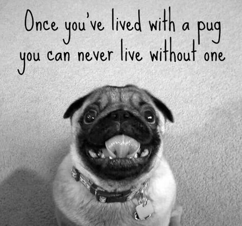 Pug Quotes, Pug Puppies For Sale, Black Pug Puppies, Fu Dog, Pugs And Kisses, Pug Pictures, Pug Mom, Black Pug, A Pug