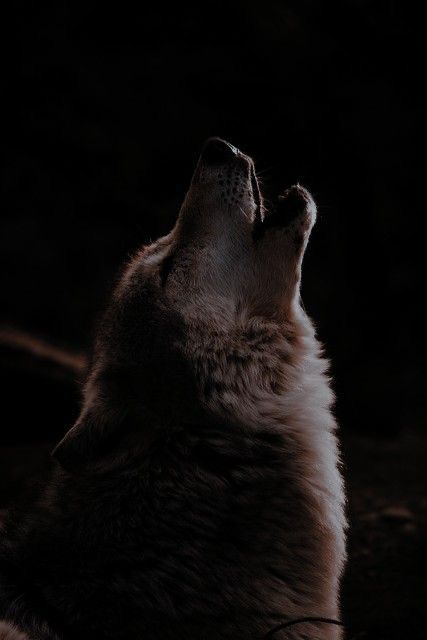 Twilight Wolf Pack, Twilight Wolf, Werewolf Aesthetic, Red Rising, Wolf Photos, Wolf Spirit Animal, Wolf Pictures, Wolf Spirit, Black Wolf