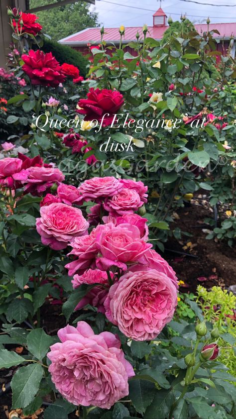 One of the finest Grandiflora to adorn your garden with a profusion of pleasing pink buds and large blooms on long-stemmed clusters. Proven consistent performer. Lots of glorious color. Floribunda Rose, Floribunda Roses, Rose Pictures, Rose Garden, Roses, Queen, Plants, Pink, Quick Saves