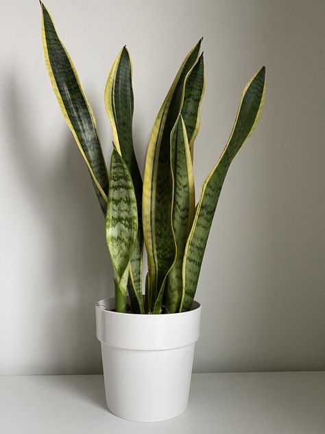 Sanseveria Trifasciata, Pot Plants, Plant Mom, Terracotta Pots, Garden Center, Green Plants, Cactus Plants, Potted Plants, Indoor Plants