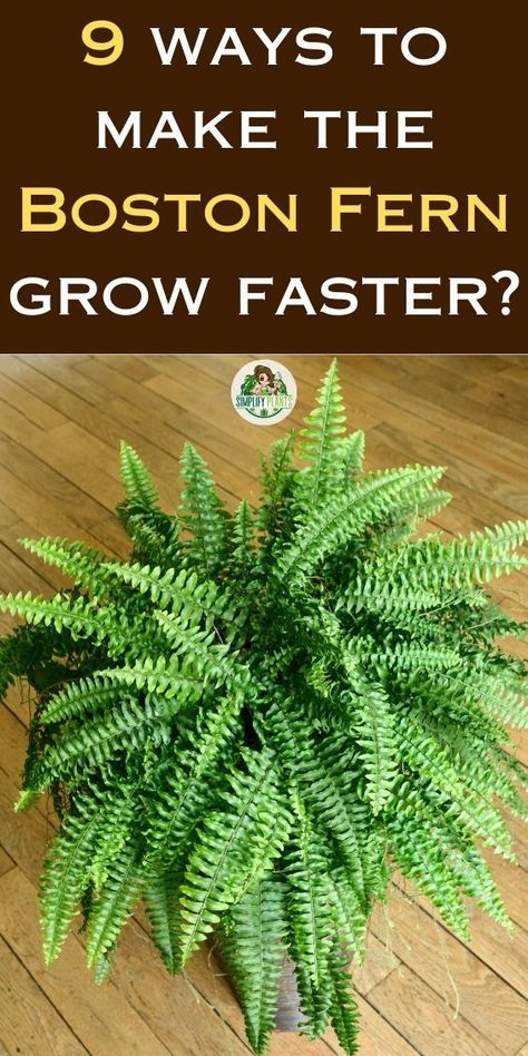 Boston fern care, Troubleshooting Boston fern growth, Improving Boston fern 
health, Reviving a Boston fern, Boston fern maintenance tips, Boston fern growth problems, Fern care techniques, Optimizing fern 
growth, Enhancing fern health. How To Care For Ferns Outdoors, Boston Fern Planter Ideas, Boston Ferns Outdoor Front Porches, Boston Fern Care Outdoor, Ferns In Planters, Fern Planters Ideas, Boston Fern Care, Boston Fern Indoor, Fern Planters