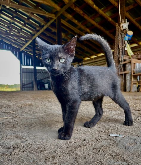 Farm Cat, Farm Core, Barn Cat, Cat Medicine, Cat Farm, Summer Job, Barn Animals, Oc Stuff, Black Barn