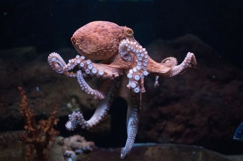 Dancing octopus by Sebastian Kruk on 500px Octopus Reference, Dancing Octopus, Octopus Photography, Molluscs, Underwater Art, Underwater Animals, Animal Anatomy, Octopus Art, Underwater Creatures