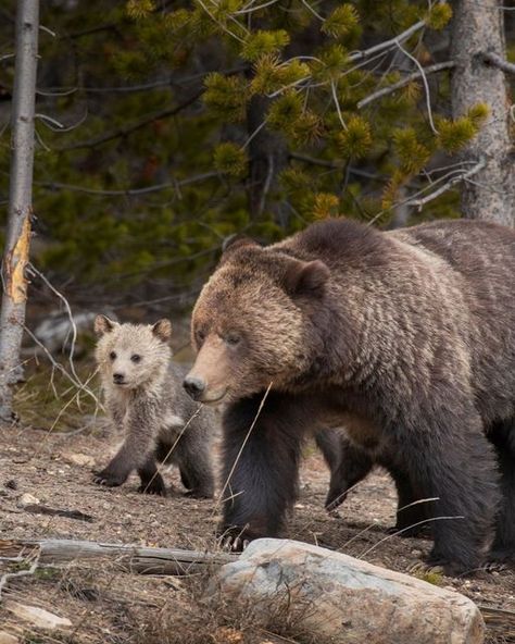 Greater Yellowstone Coalition on Instagram: "Today, the U.S. Fish & Wildlife Service announced it will start a 12-month status review of the overall health and viability of the Greater Yellowstone and Northern Continental Divide ecosystems' grizzly bear populations. The reviews come in response to petitions filed by the states of Idaho, Montana, and Wyoming to remove grizzlies from protections under the Endangered Species Act just over a year ago. Read more on our blog via the link in bio. #lo Montana Wildlife, Bear Catching Salmon, Yellowstone Photography, Yellowstone Montana, Animal Poses, Fav Animal, Grizzly Bears, Wild Kingdom, Continental Divide