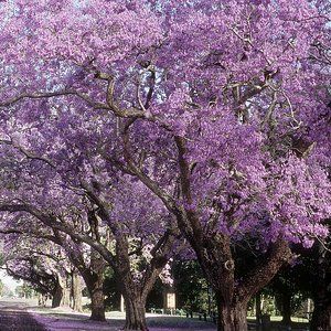 Flowering Southern Trees You Need to Plant Now Farming Ideas, Jacaranda Tree, Floral Installation, Southern Garden, Sandy Soil, Flower Landscape, Shade Trees, Fragrant Flowers, Landscape Trees