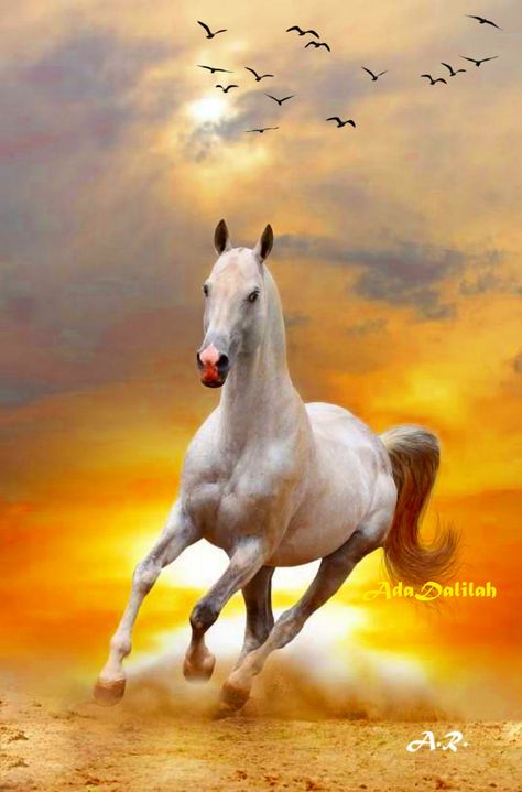 White Stallion, Sunset Poster, Galloping Horse, Horse Canvas, Beautiful Horse Pictures, Rangoli Designs Latest, Watercolor Horse, Watercolor Sunset, Majestic Horse