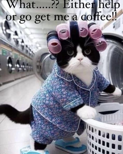 Crazy Coffee Lady, Funny Coffee Quotes, House Makeovers, Big Coffee, Blessed Friday, Dark Memes, Coffee Coffee Coffee, Good Afternoon, Coffee Coffee