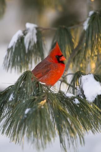 Winterberry Bush, Running In Snow, Tree In Winter, White Pine Tree, Illustration Projects, Bird Paintings, Northern Cardinal, Marion County, Christmas Cardinals