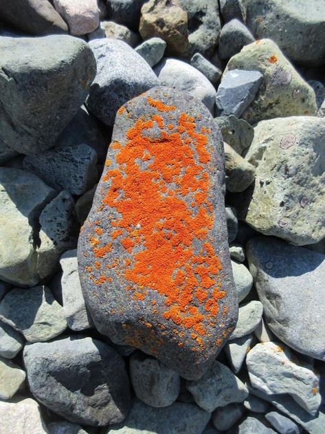 This slow-growing orange crustose lichen was on a rock on Pourquoi Pas Island, Antarctica. Crustose Lichen, Rock On, A Rock, Orange